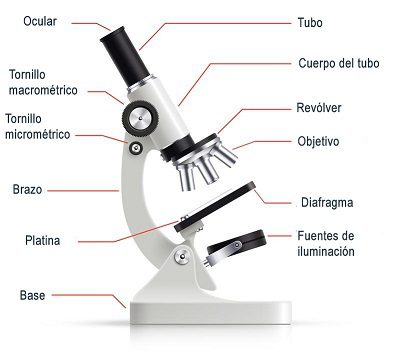 Microscopio y Lupa 1 Microscopio 3