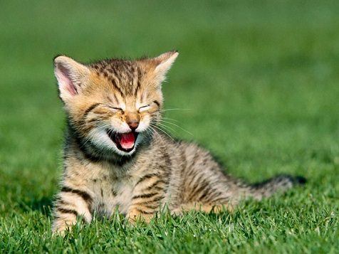 Los mejores chistes de Animales 3 Animales gato riendo