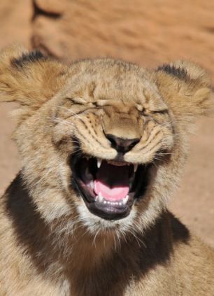 Los mejores chistes de Animales 1 Mejores chistes de animales