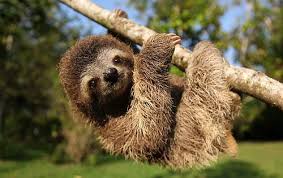 Curiosidades del mundo animal 17 El Perezoso