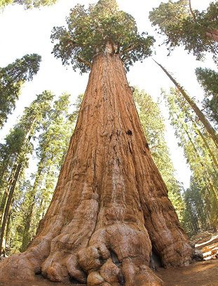 Efemerides año 1999 2 Sequoia gigante