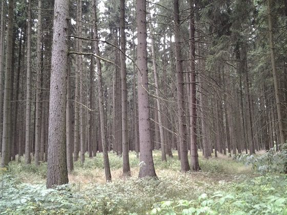 Paisaje bosque de Berstein (Alemania)