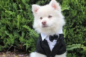 Curiosidades del mundo animal 15 Animales con trajes