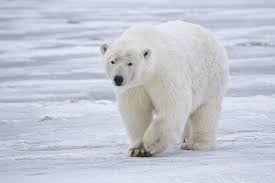 Sabias que 6 Oso polar