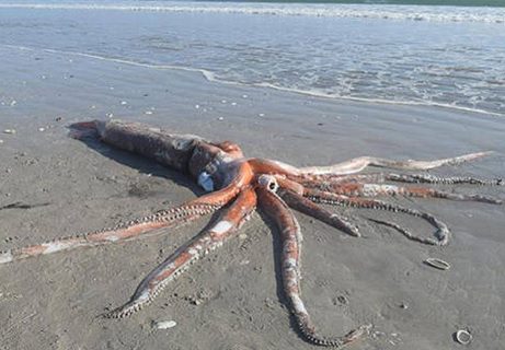 Curiosidades del mundo animal 23 Calamares Gigantes