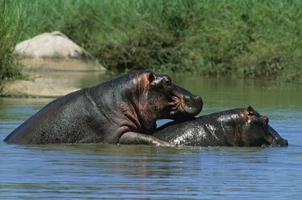 Curiosidades del mundo animal 16 Hipopotamos copulando