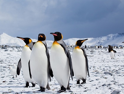 Curiosidades del mundo animal 18 Pinguinos Rey